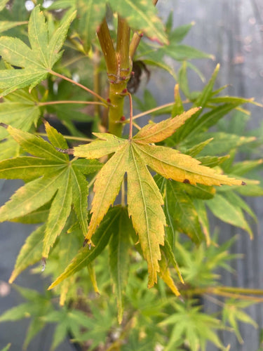 Acer palmatum 'Red Wood' - mapleridgenursery